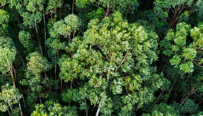 Diplomado Superior En El Estudio De La Vida Y La Biodiversidad En El  Siglo Xxi